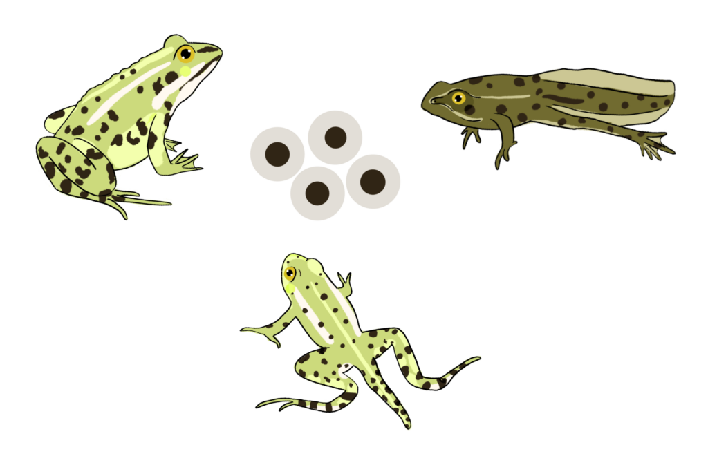 Grenouilles rieuses à différentes étapes de leur métamorphose